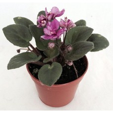 Miniature African Violet - 1 Plant/2" Pot - Great for Terrariums/Fairy Gardens   